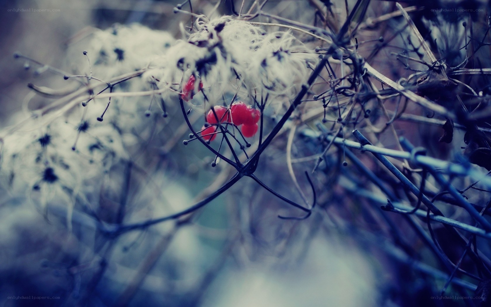 Red berries on a winter vine