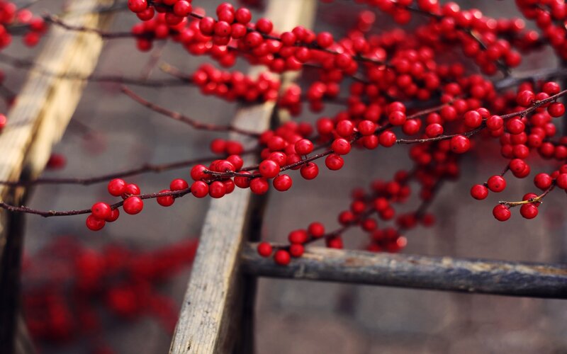 Red berries on a wooden ladder