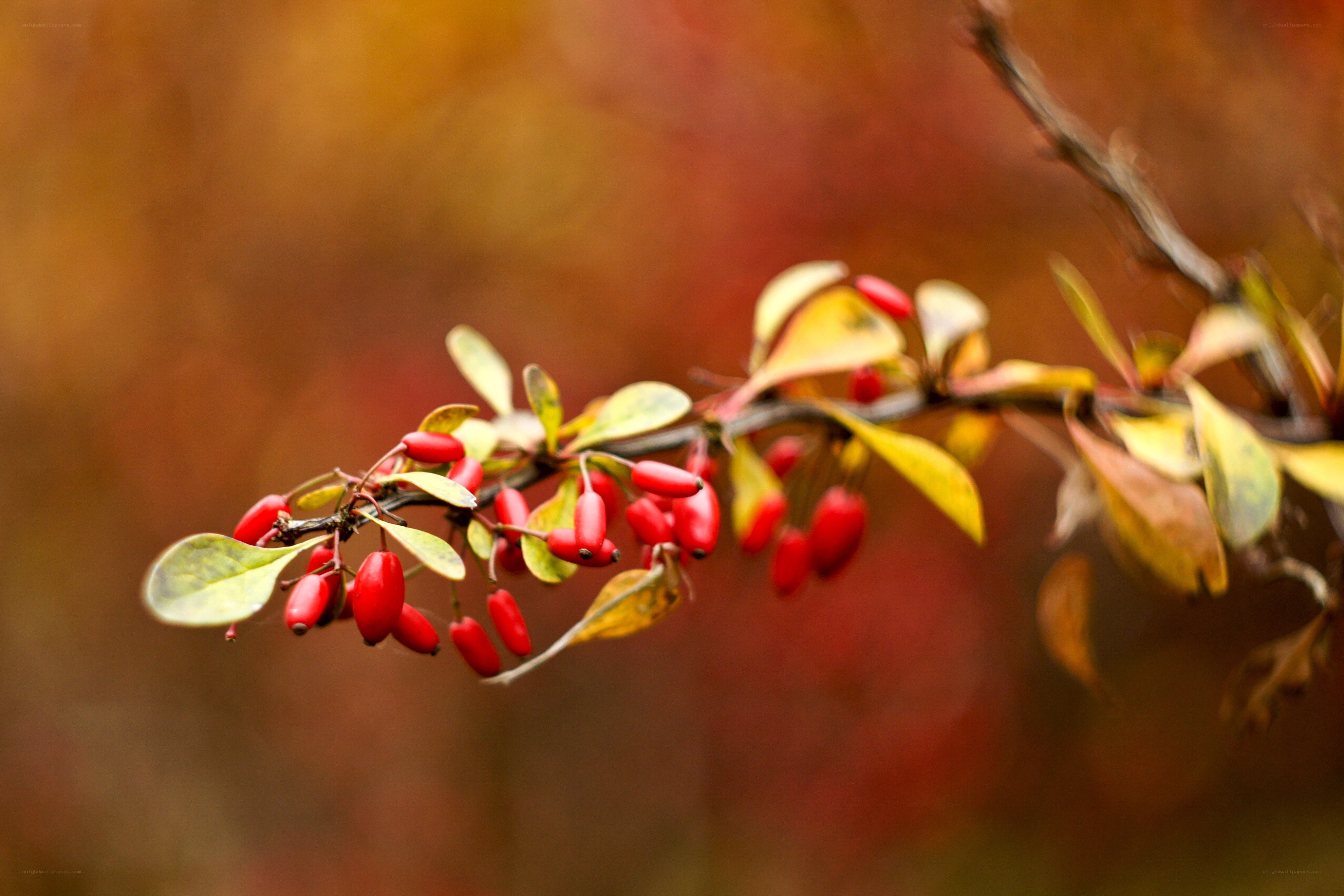 Red berries on autumn branch