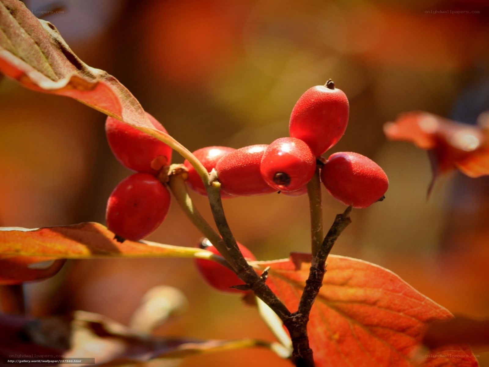 Red berries on autumn branch