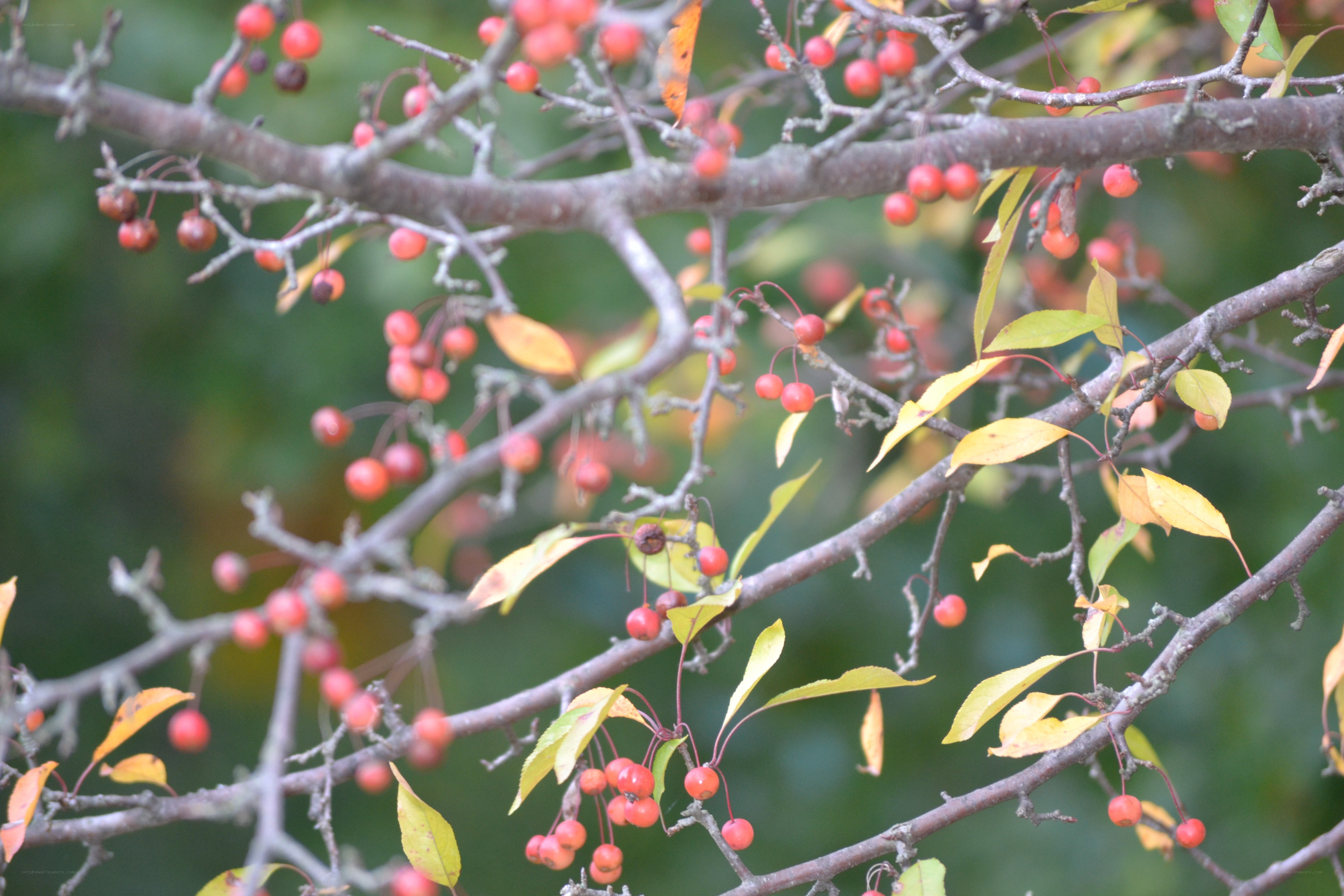 Red berries on autumn branches
