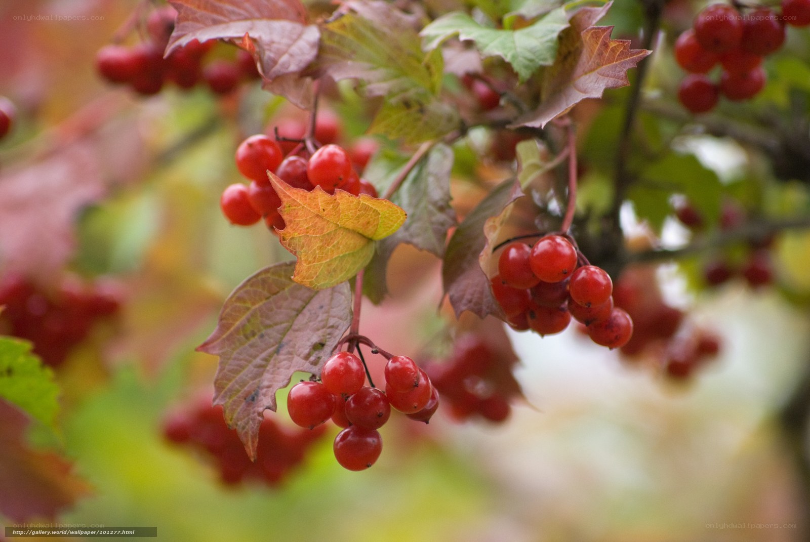 Red berries on autumn branches