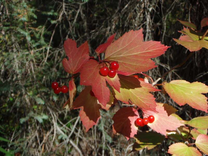 Red berries on autumn leaves