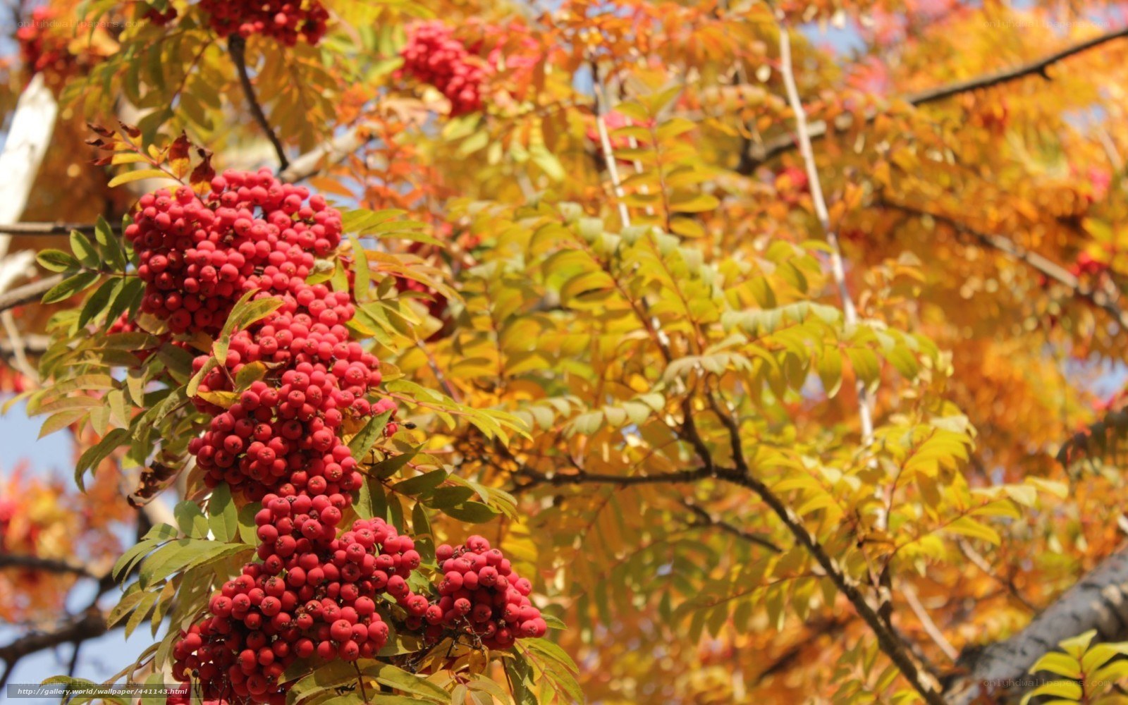 Red berries on autumn tree