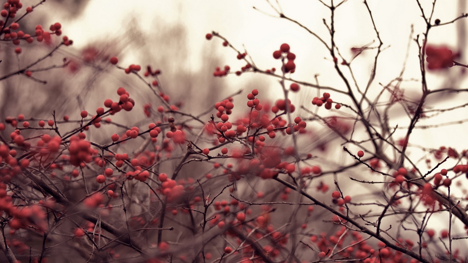 Red berries on bare branches