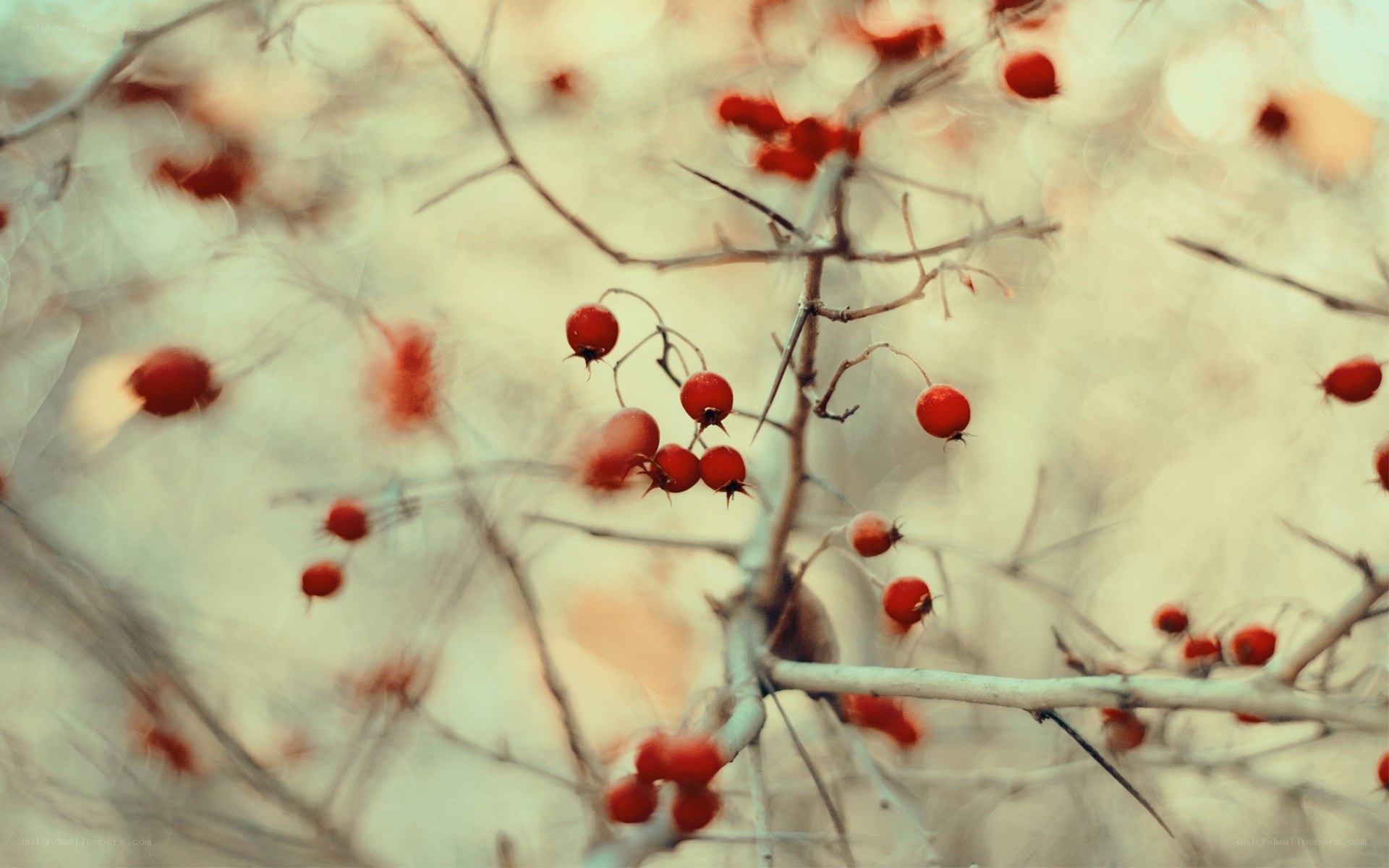 red berries on bare branches