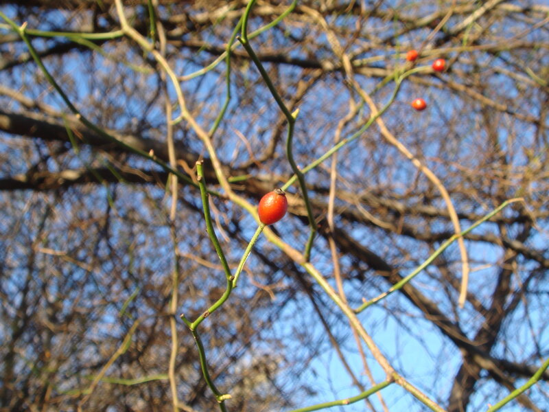 red berries on bare branches
