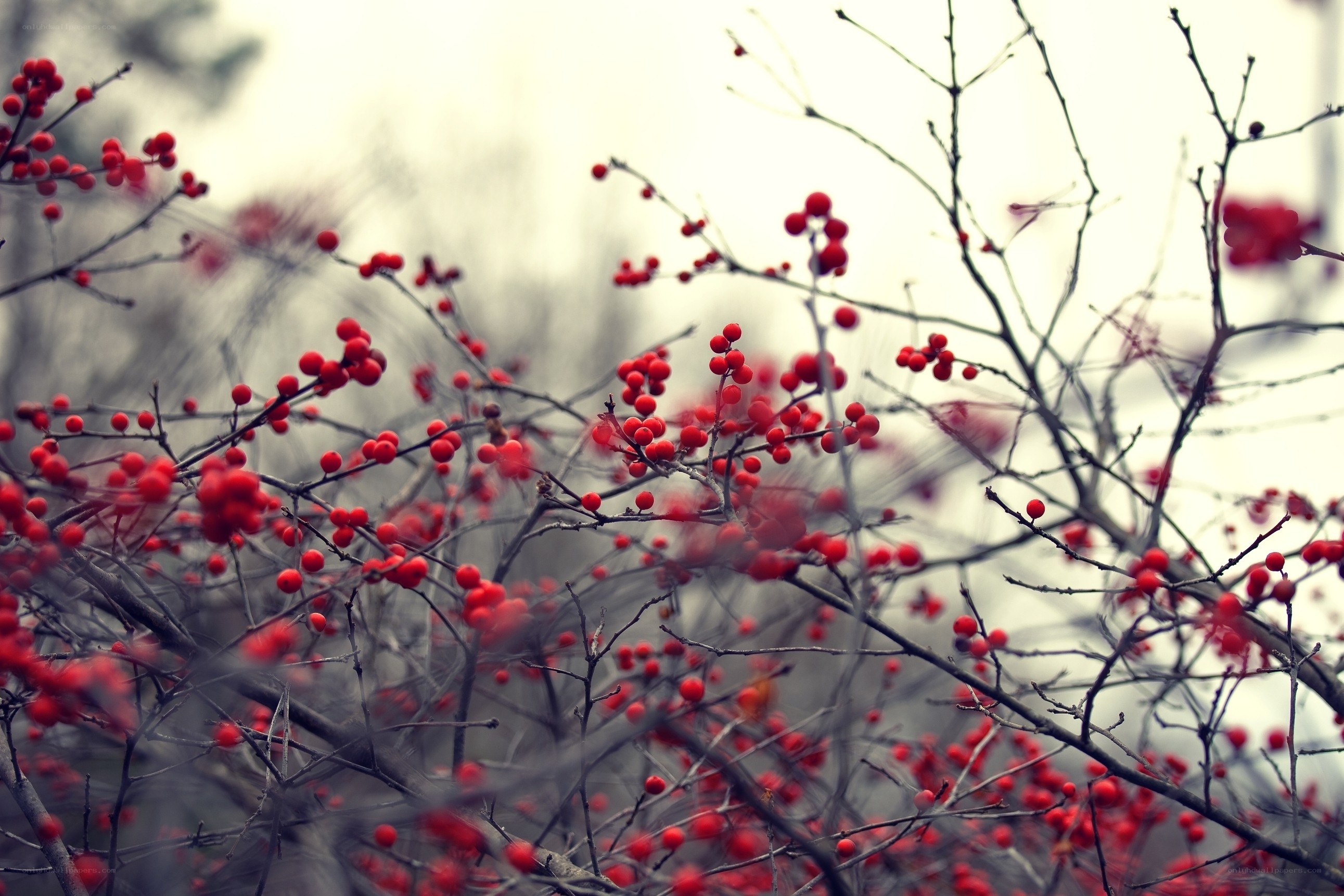 Red berries on bare branches