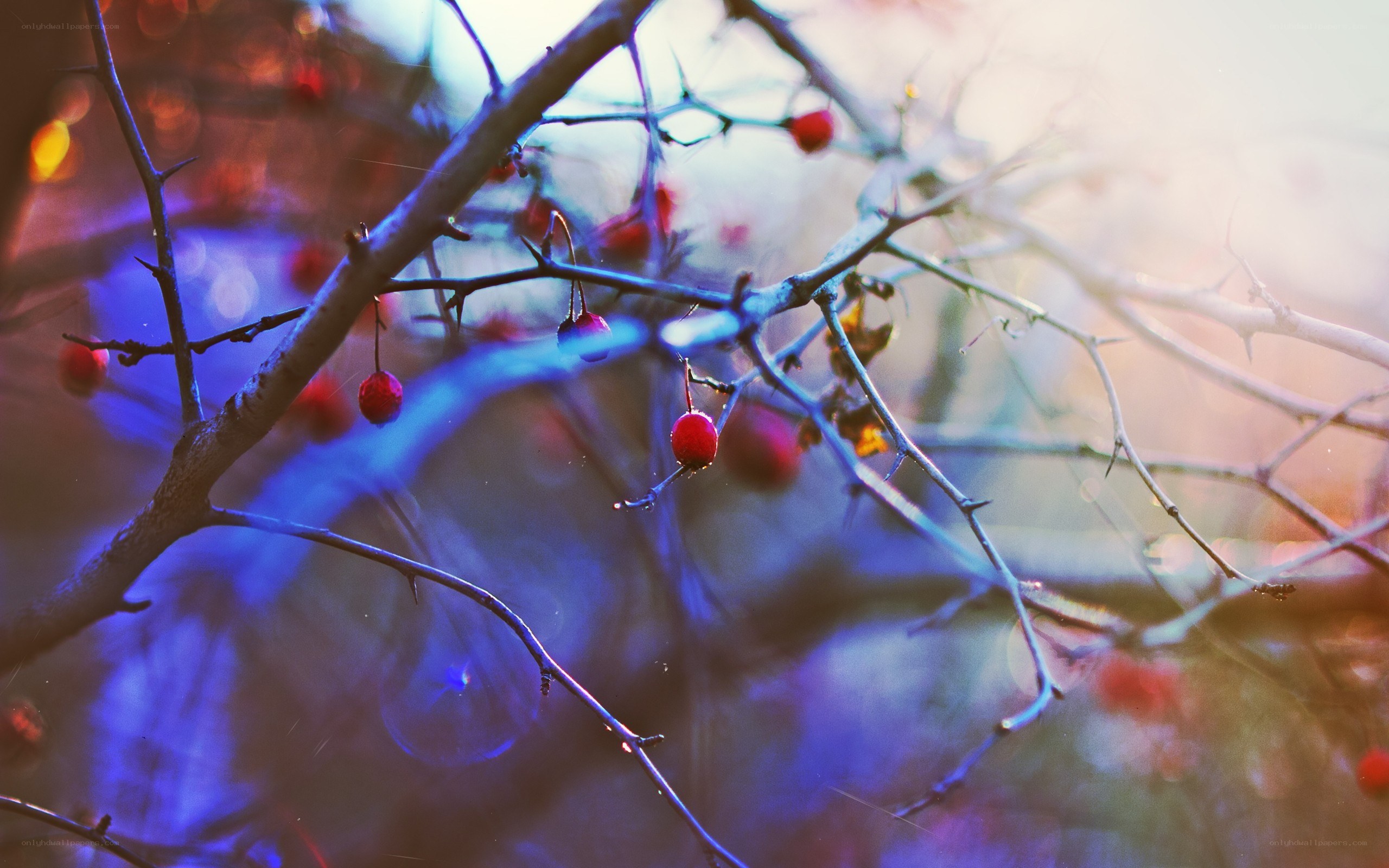 Red berries on bare branches