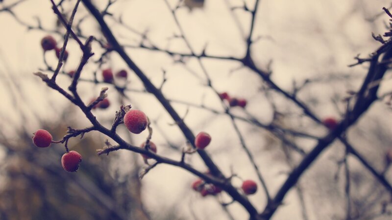 Red Berries on Bare Branches — Calm, Autumn