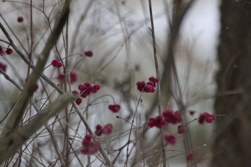 Red Berries on Bare Branches — Calm