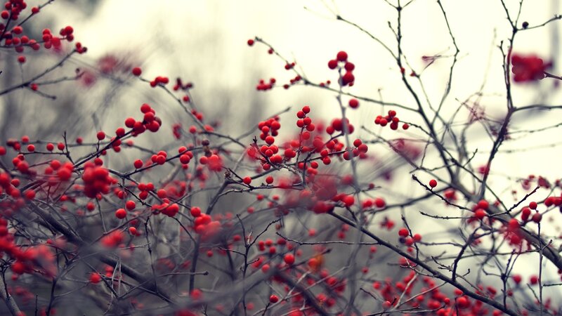 Red Berries on Bare Branches — Calm, Winter