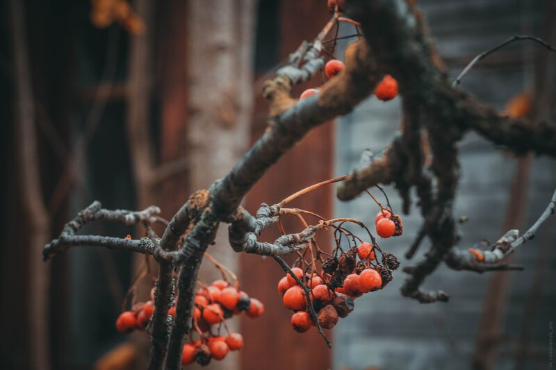 Red Berries on Bare Branches — Orange