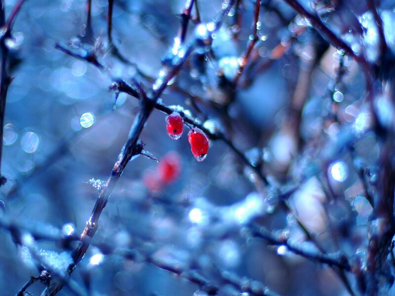Red Berries on Branch — Blue, Cold