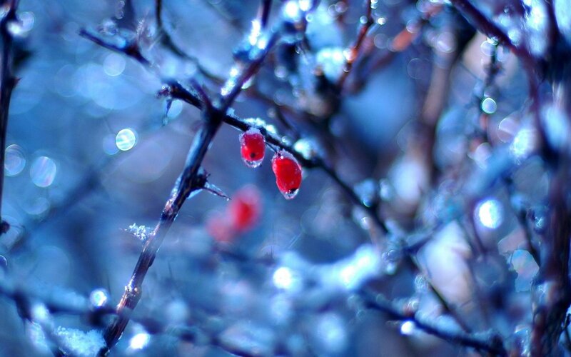 Red Berries on Branch — Blue, Photograph