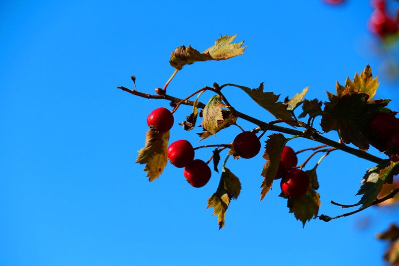 Red Berries on Branch — Blue, Serene