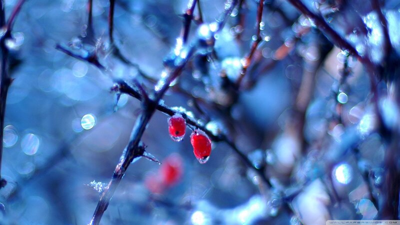 Red Berries on Branch — Blue