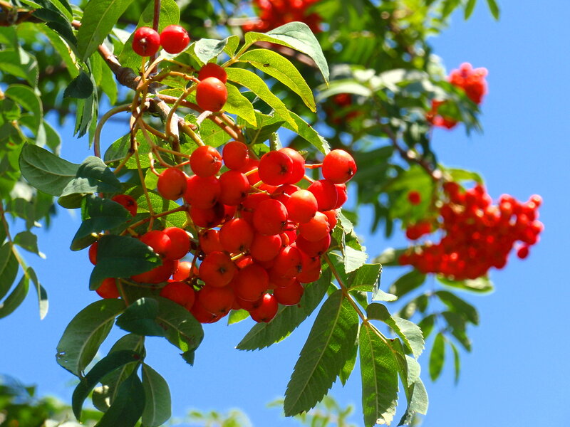 Red Berries on Branch — Bright