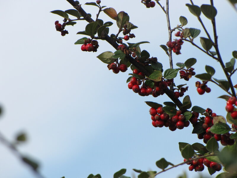 Red Berries on Branch — Calm, Afternoon