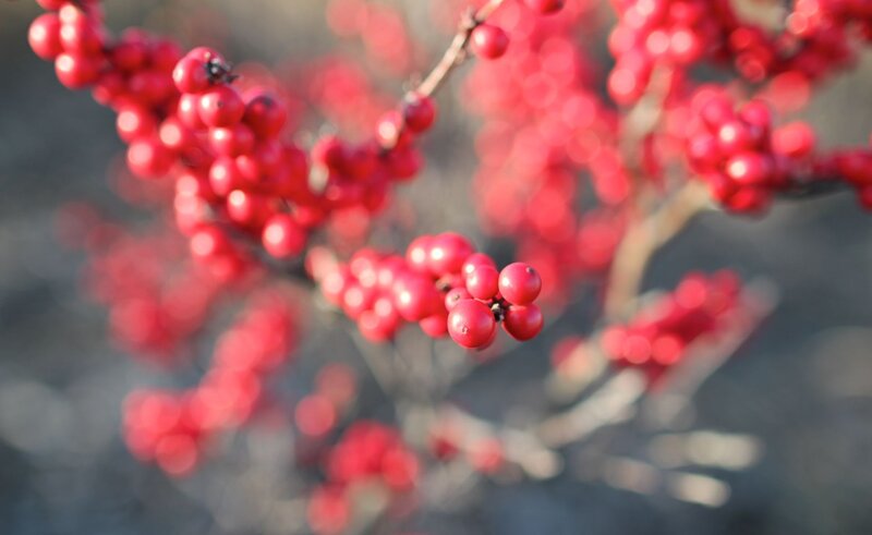 Red Berries on Branch — Calm, Autumn, Photograph, Bokeh