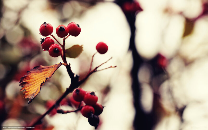 Red Berries on Branch — Calm, Autumn, Photograph, Leaf
