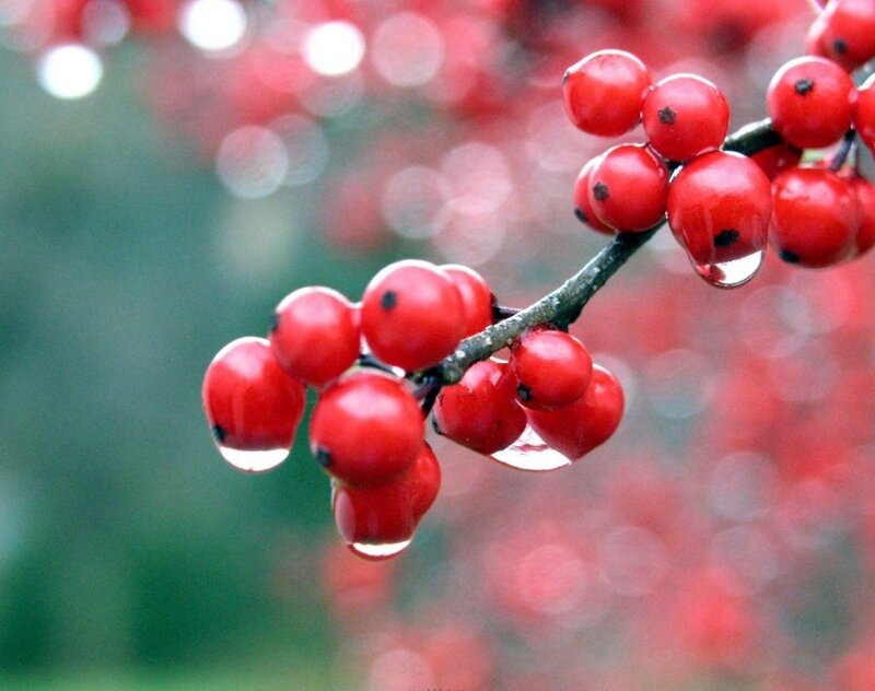 Red Berries on Branch — Calm, Autumn, Photograph, Water Droplets