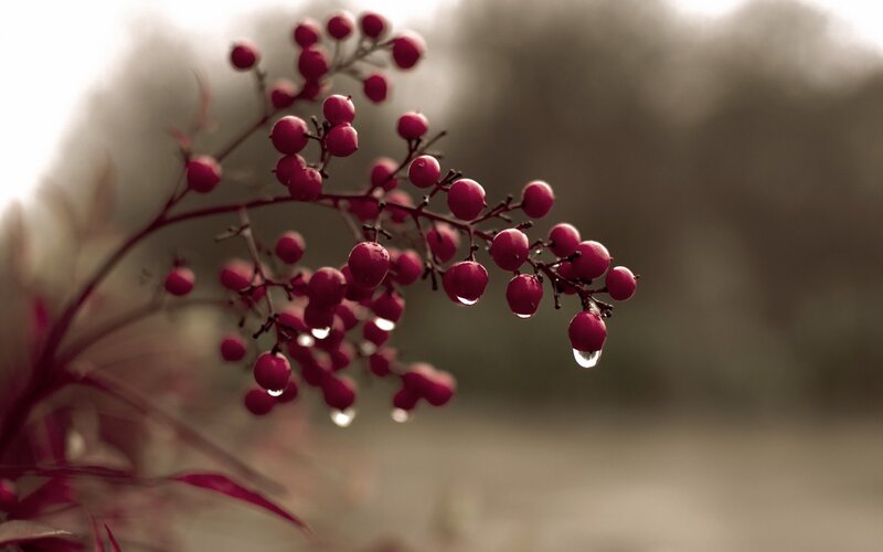 Red Berries on Branch — Calm, Photograph, Drops