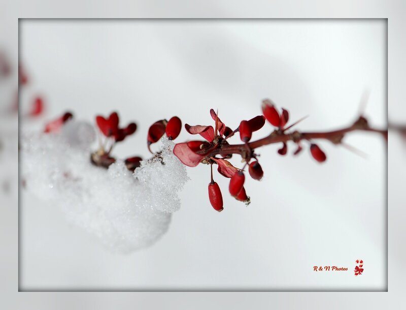 Red Berries on Branch — Calm