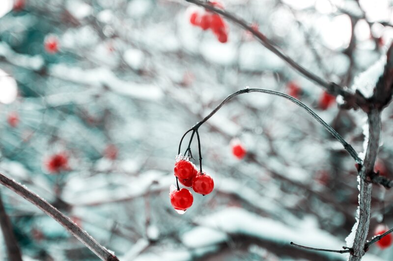 Red Berries on Branch — Calm, Winter, Photograph, Snow, Branches