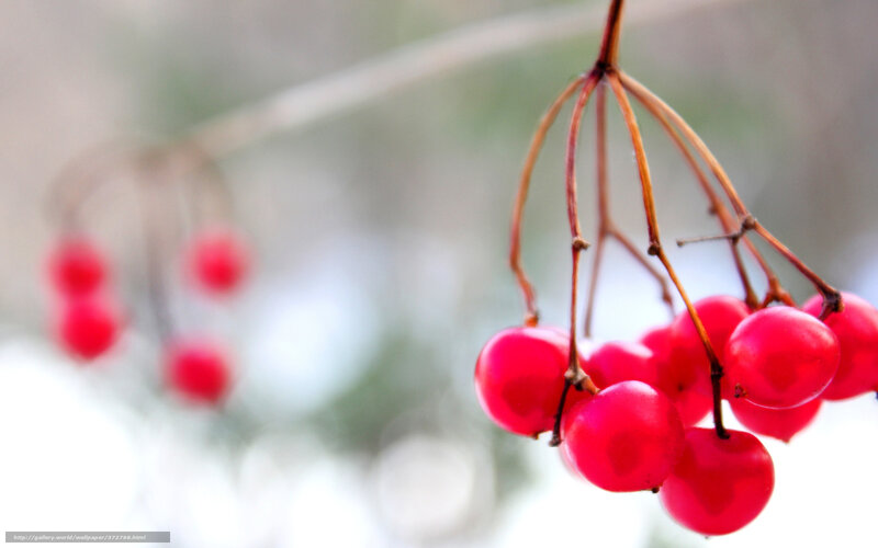 Red Berries on Branch — Calm, Winter, Photograph, Snow