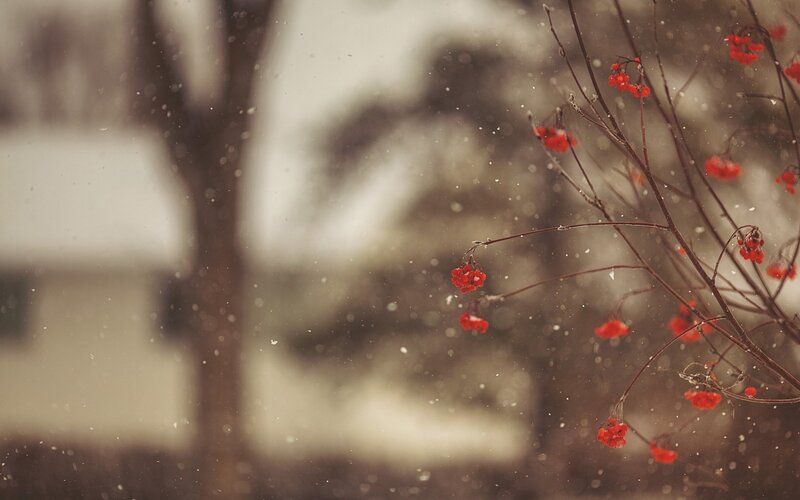 Red Berries on Branch — Calm, Winter, Photograph, Snow, Tree