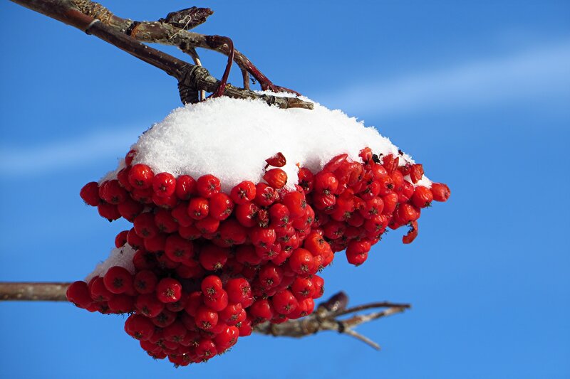 Red Berries on Branch — Calm, Winter, Photograph