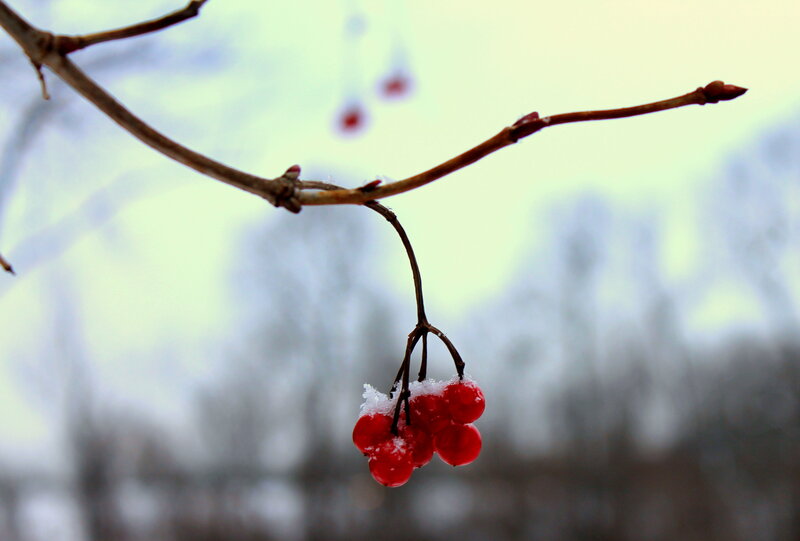 Red Berries on Branch — Calm, Winter