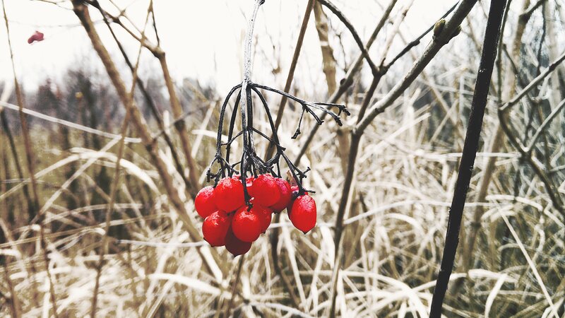 Red Berries on Branch — Cold