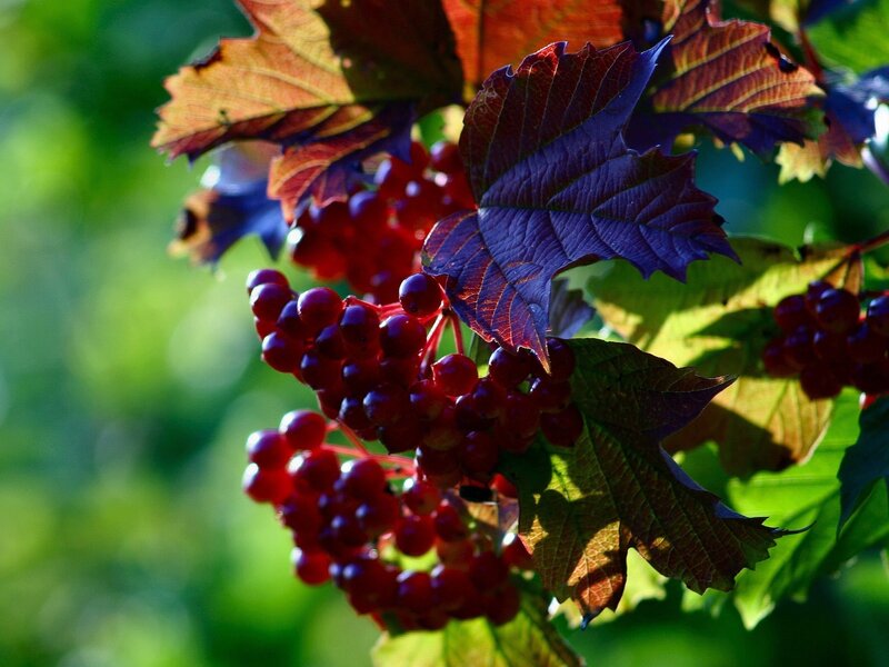 Red Berries on Branch — Dramatic, Autumn