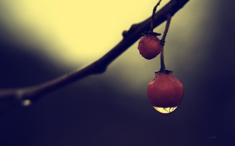 Red Berries on Branch — Dramatic, Night