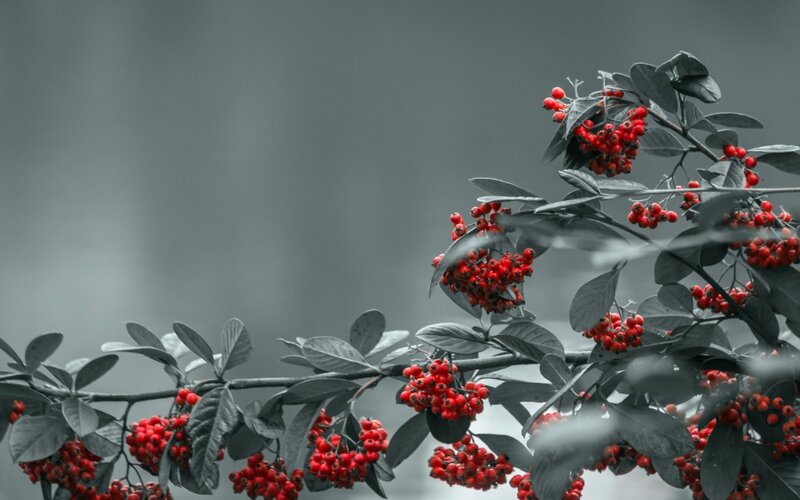 Red Berries on Branch — Dramatic, Photograph, Leaves