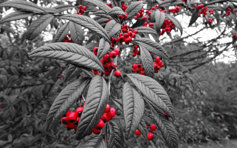 Red Berries on Branch — Dramatic, Photograph