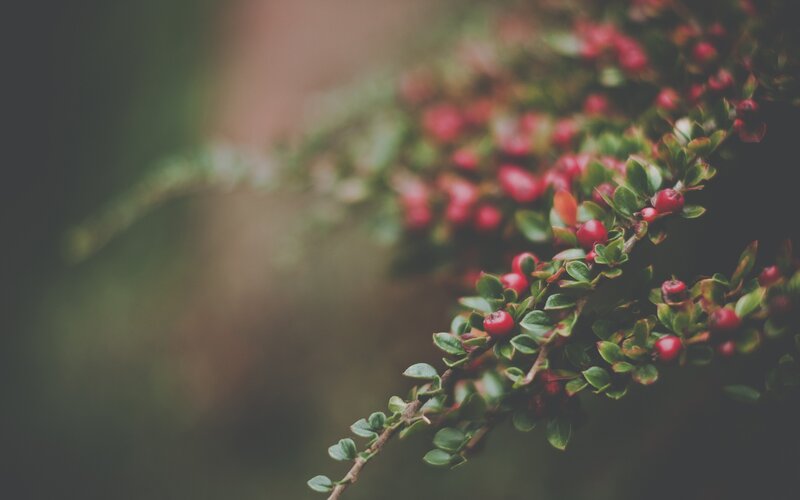 Red Berries on Branch — Green, Calm