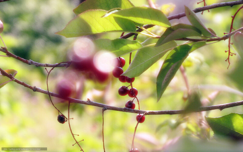 Red Berries on Branch — Green, Serene