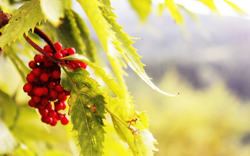 Red Berries on Branch — Green