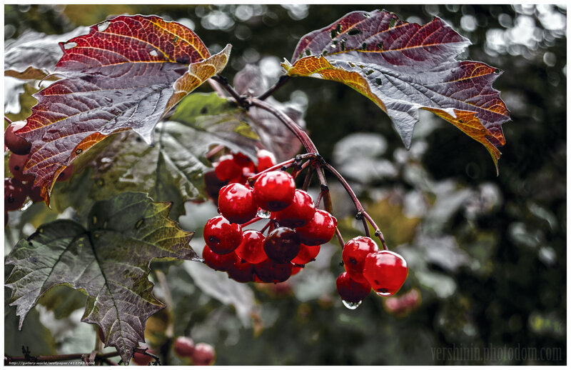 Red Berries on Branch — Moody