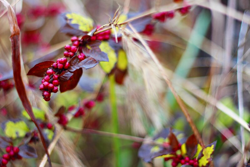 Red Berries on Branch — Natural, Autumn, Photograph, Leaves, Grass