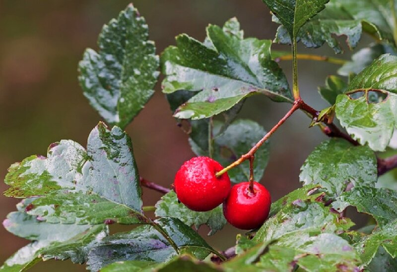 Red Berries on Branch — Natural, Autumn, Photograph, Leaves