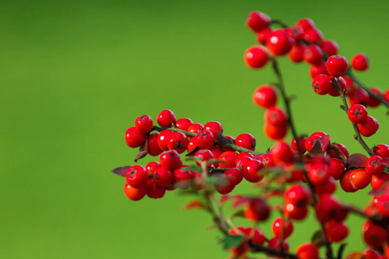 Red Berries on Branch — Natural, Autumn