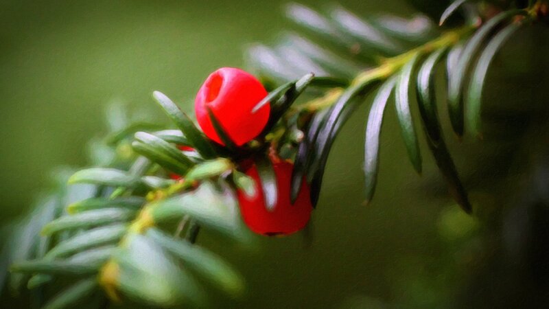 Red Berries on Branch — Natural, Photograph, Needles