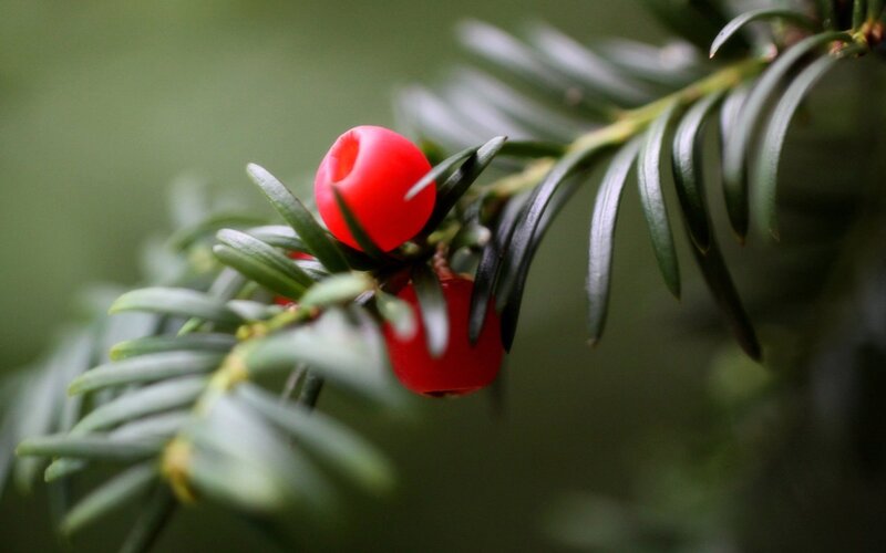 Red Berries on Branch — Natural, Photograph