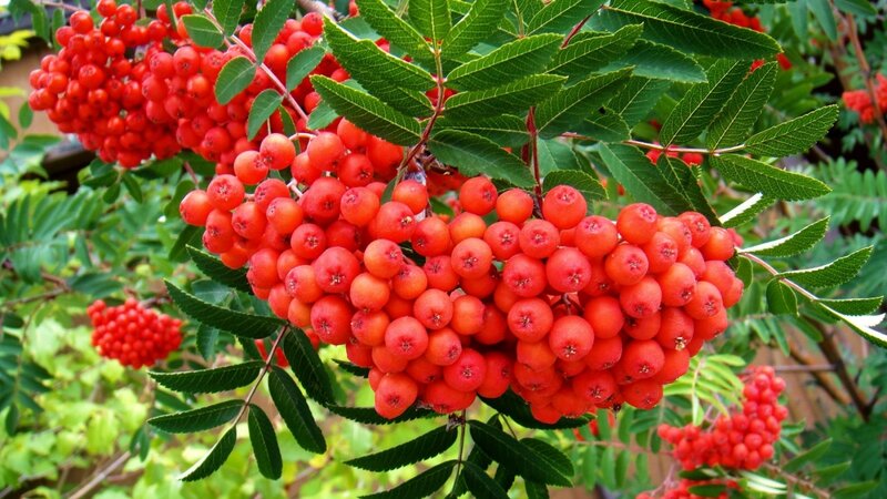 Red Berries on Branch — Natural, Summer