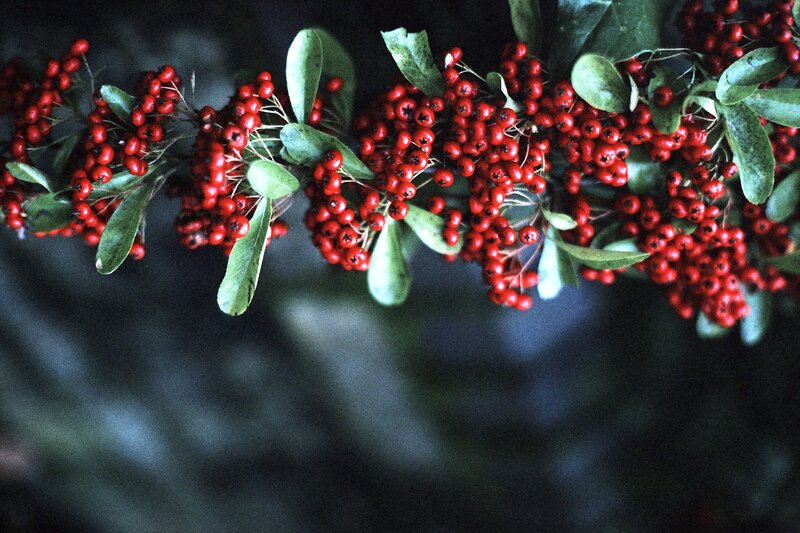 Red Berries on Branch — Natural