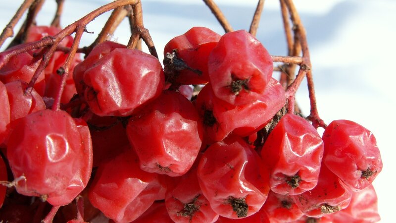 Red Berries on Branch — Natural, Winter